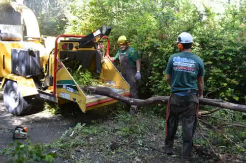 tree services Darmstadt